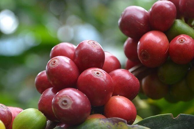 Coffee Tour, Sighting Pereira - Who Would Love This Tour?
