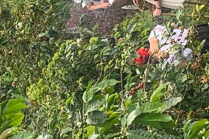 Coffee tour+Guatape - FAQ