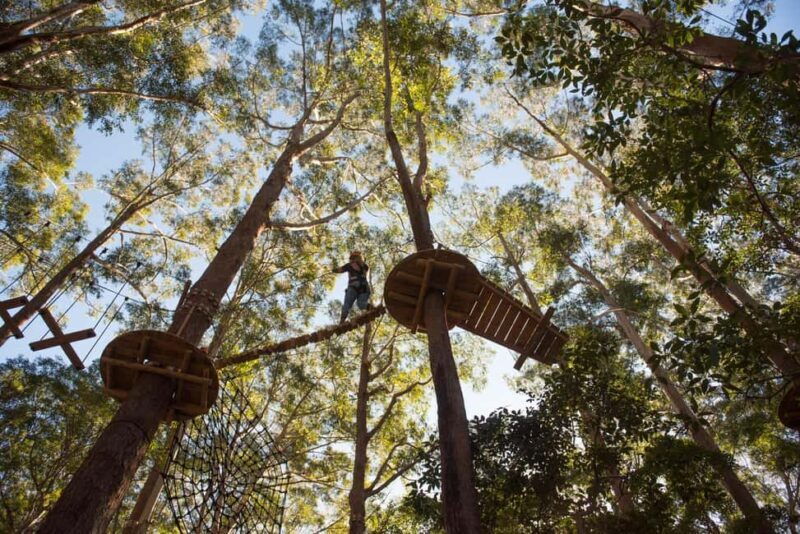 Coffs Harbour: Treetops Adventure Tree Ropes Course - A Closer Look at the Experience