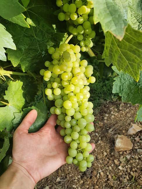 Cognac : Visit to a producer and food-pairing around his Cognacs - Discover the Art of Cognac and Food Pairings in France