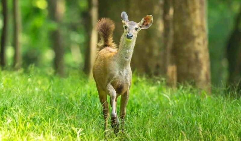 Coimbatore Day Tour: Forest, Wildlife & Hill Station Trip - Key Points