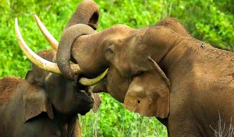 Coimbatore Day Tour: Forest, Wildlife & Hill Station Trip - Who Will Love This Tour?