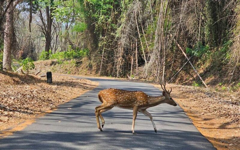 Coimbatore to Hill Station & Wildlife Safari 2-Days Tour - Why You Should Consider This Tour