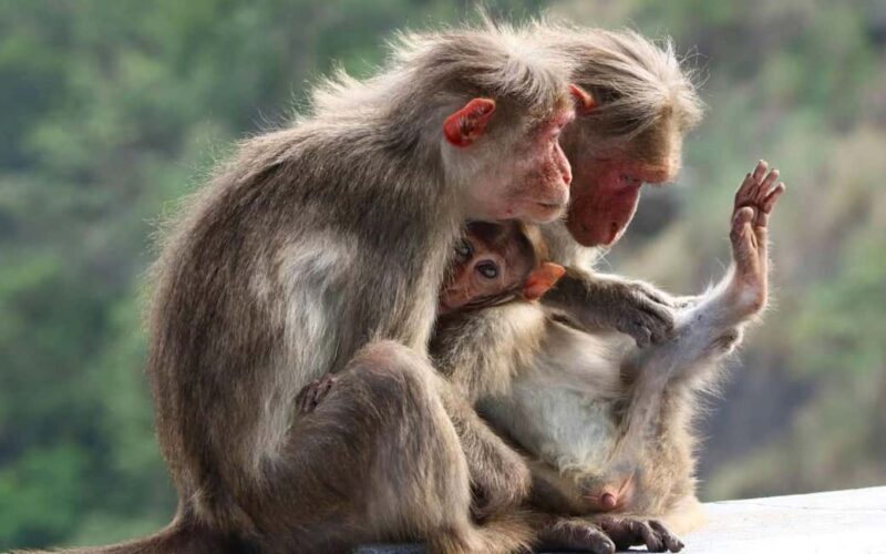 Coimbatore to Hill Station & Wildlife Safari 2-Days Tour - Final Thoughts