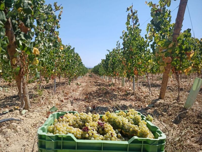 Coimbra: Rota da Bairrada gastronomic tour - A Deep Dive into the Bairrada Gastronomic Tour