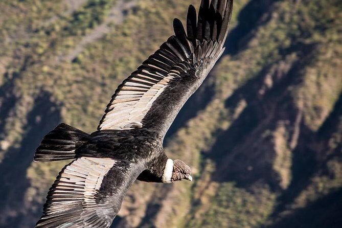 Colca Canyon 2 - Days From Puno To Arequipa - Who Should Consider This Tour?