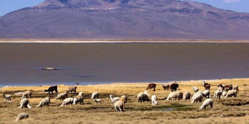 Colca Canyon 2 days - FAQs