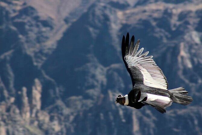 Colca Canyon Plus - Who Will Love This Tour?