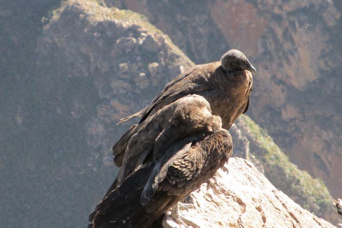Colca Canyon Sightseeing Tour 2-Day 1-Night - Exploring the Colca Canyon Sightseeing Tour in Depth