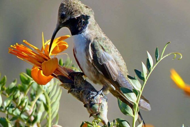 Colca Canyon Sightseeing Tour 2D1N and Transfer to Puno - Discover the Majestic Colca Canyon on a 2-Day Tour from Arequipa