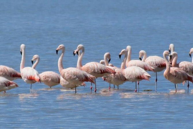 Colca Canyon Sightseeing Tour 2D1N and Transfer to Puno - FAQ