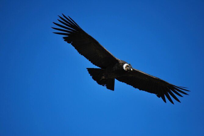 Colca Canyon Tour 2 Days - Authentic Experiences and Real Reviews