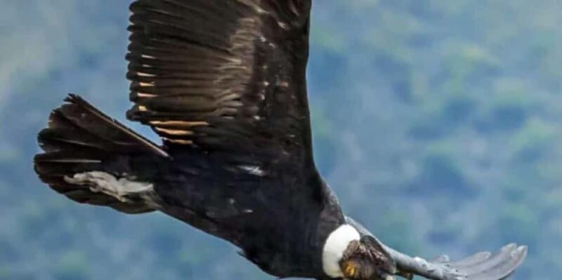 Colca Canyon Trekking 2 days - Key Points