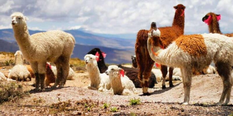 Colca Canyon Trip 2 Days + Transfer to Puno with Meals - An In-Depth Look at the Tour Experience