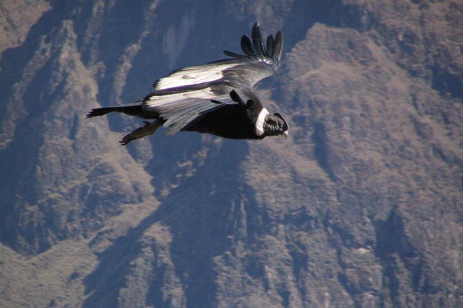 Colca Full Day Group Tour - A Deep Dive into the Colca Full Day Group Tour Experience