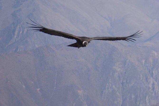 Colca Trek - 2 Days Tour - Who Should Consider This Tour?