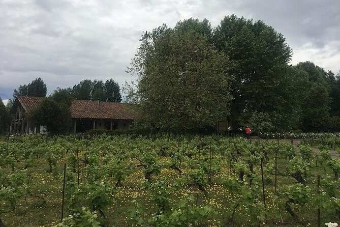 Colchagua Valley - In-Depth Look at the Colchagua Valley Wine Tour