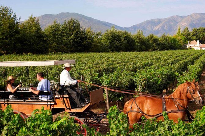 Colchagua Valley Viñas Viu Manet and Montes Alfha - The Sum Up: Who Will Love This Tour?