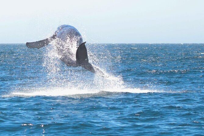 Collective Tour of the Arc de Los Cabos and Whale Watching - Key Points