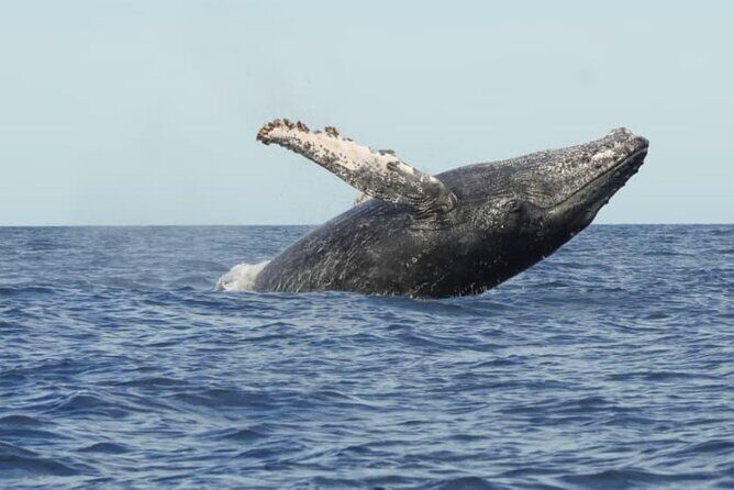 Collective Tour of the Arc de Los Cabos and Whale Watching - Analyzing the Value: What You’re Getting for Less Than $50