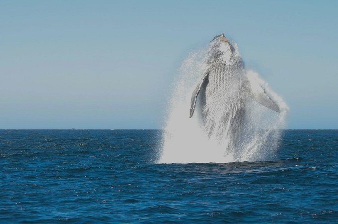 Collective Tour of the Arc de Los Cabos and Whale Watching - Who Will Enjoy This Tour Most?