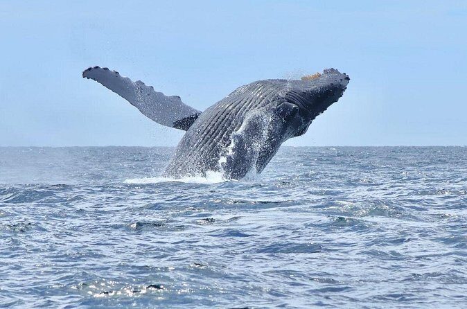 Collective Tour of the Arc de Los Cabos and Whale Watching - FAQ