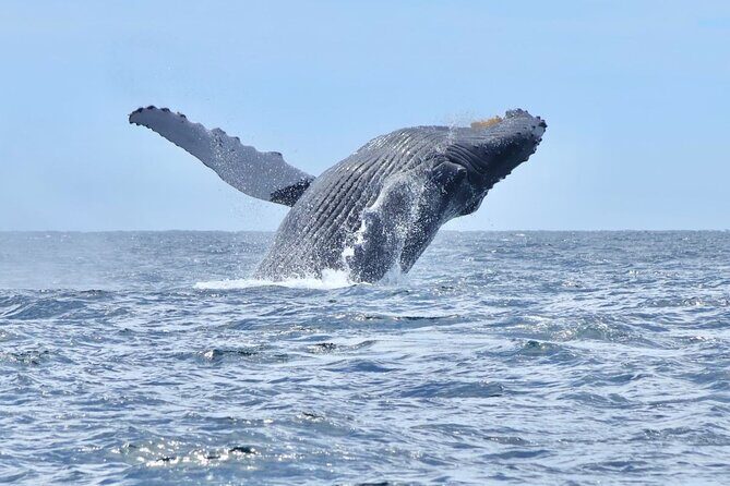 Collective Tour of the Arc de Los Cabos and Whale Watching - Final Thoughts