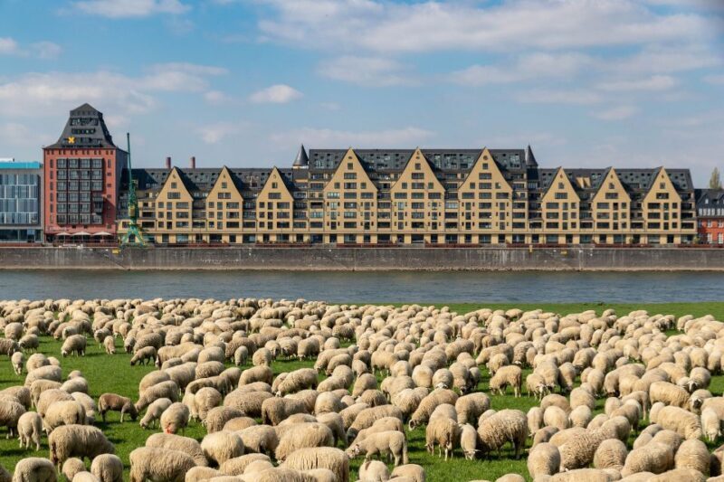 Cologne Highlights Privat Walking Tour & Panoramic boat trip - A Detailed Look at the Tour