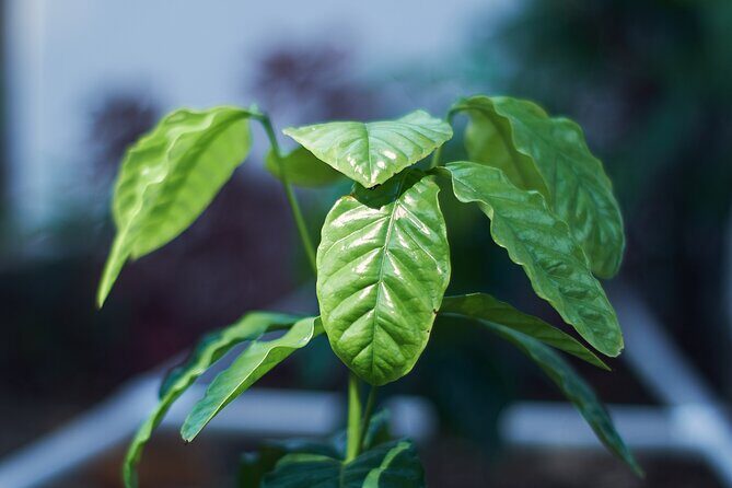 Colombian Coffee Sensory Immersion: From the Seed to the Cup. - Colombian Coffee Sensory Immersion: From the Seed to the Cup – A Deep Dive into Colombia’s Coffee Culture