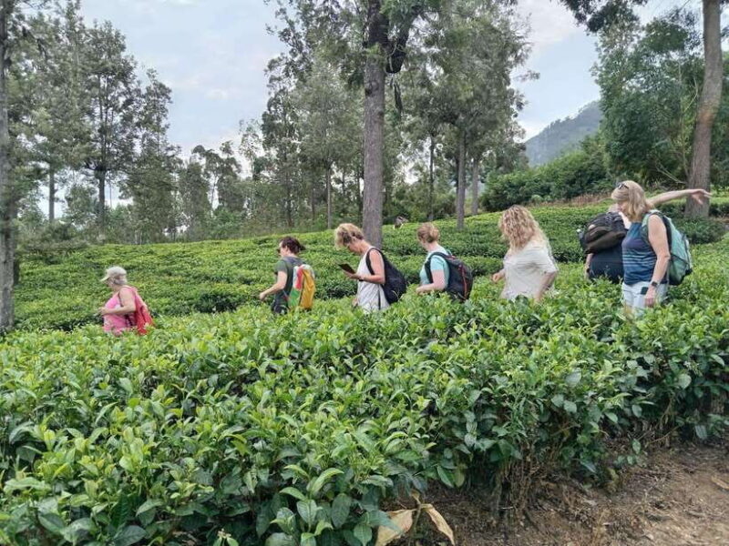 Colombo: 5-Day Hill Country Trekking Itinerary to Ella - Who Will Love This Tour?