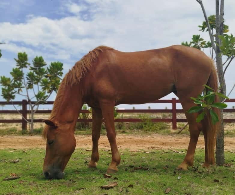 Colombo: Beach Horseback Riding Experience - Who Should Consider This Experience?