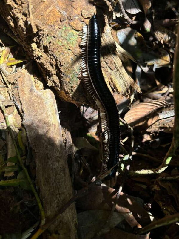 Colombo/Cmb/ Sinharaja Rainforest Day Trip with Lunch - Key Points