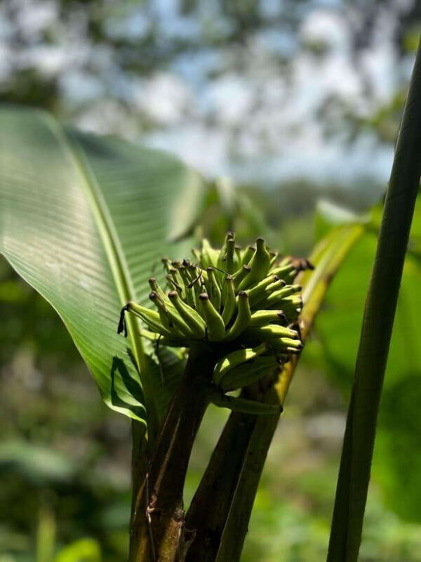 Colombo/Cmb/ Sinharaja Rainforest Day Trip with Lunch - The Value of This Tour