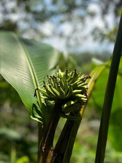 Colombo/Cmb/ Sinharaja Rainforest Day Trip with Lunch - Who Will Love This Tour?