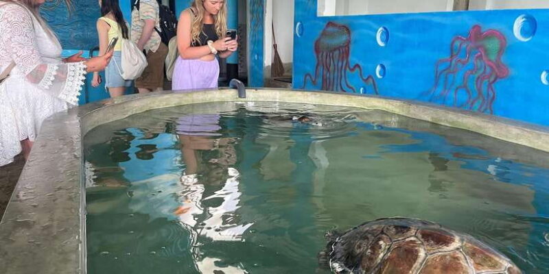 Colombo Cruise port: Galle, Turtle Hatchery & River Safari - Considerations Before Booking