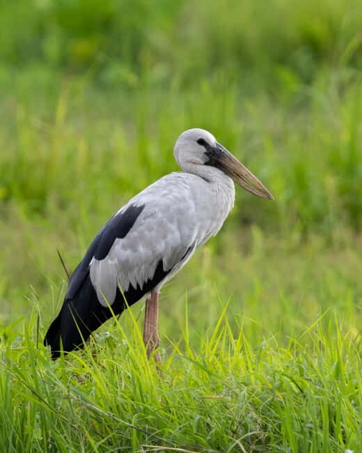 Colombo: Guided wet zone and wetland full day birding tour - A Deep Dive into the Experience