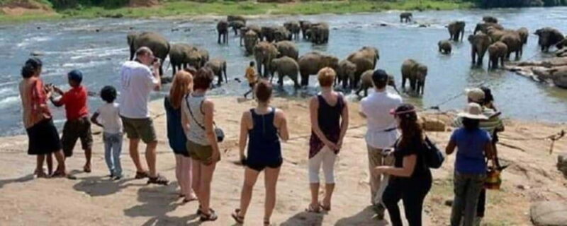 Colombo: Kandy and Pinnawala full day trip - Practical Details and Why They Matter