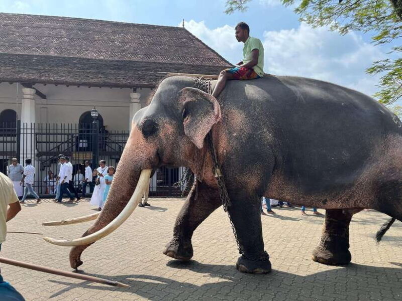 Colombo: Kandy Day Trip with Pinnawala Elephant Orphanage - Final Thoughts: Who Will Appreciate This Tour?
