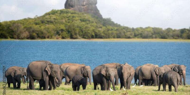 Colombo/Negombo: Sigiriya, Dambulla Cave, & Safari Day Tour - Key Points