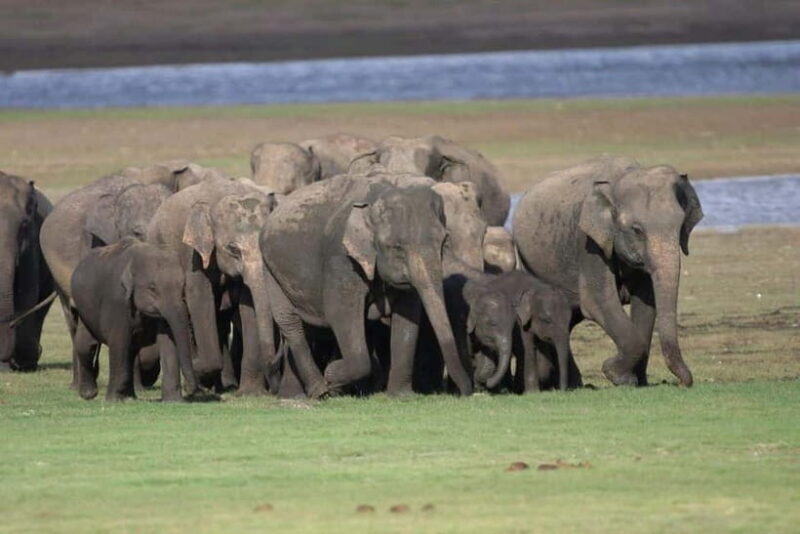 Colombo: Sigiriya, Dambulla Caves, & Wildlife Day Tour - Who Will Love This Tour?