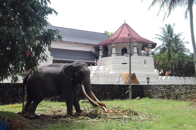 Colombo to Kandy Private Day Tour - An In-Depth Look at the Colombo to Kandy Private Day Tour