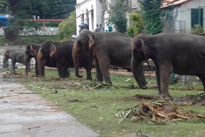 Colombo to Kandy Private Day Tour - Who Should Consider This Tour?