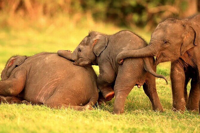 Colombo to Trincomalee Shuttle & Safari Drive - A Practical, Authentic Day from Colombo to Trincomalee with Safari and Village Charm