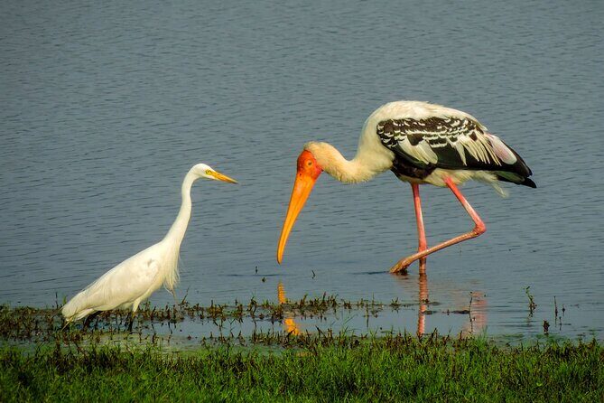 Colombo to Trincomalee Shuttle & Safari Drive - What the Reviews Say