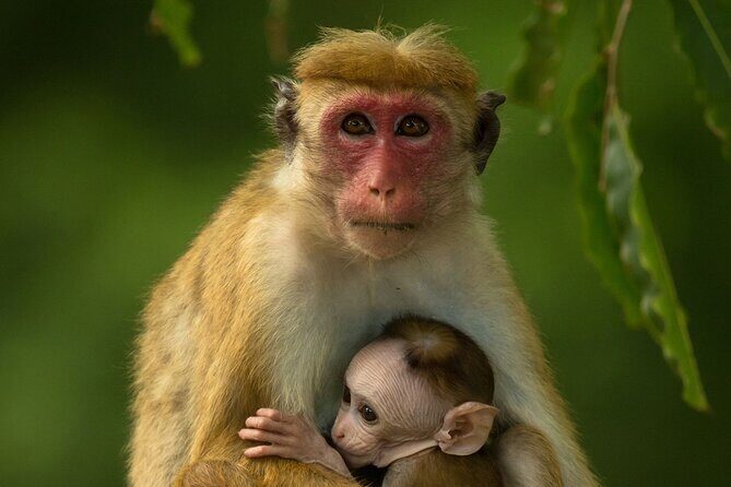 Colombo to Trincomalee Shuttle & Safari Drive - FAQs