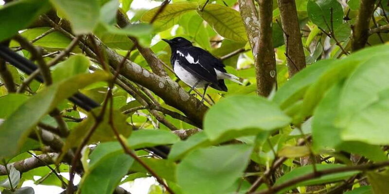 Colombo: Water rafting, Bird Watching, Village & Rainforest - A Detailed Look at Your Sri Lankan Adventure