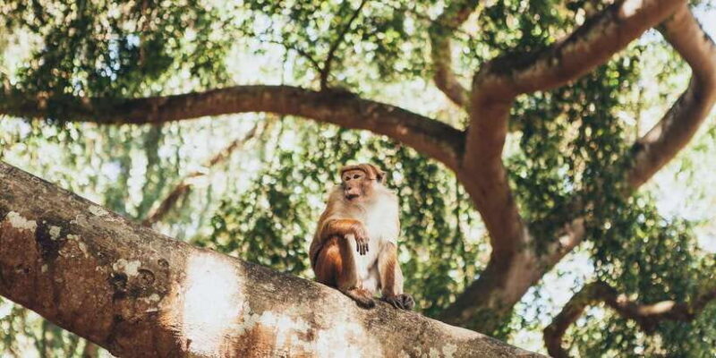 Colombo: Water rafting, Bird Watching, Village & Rainforest - Final Thoughts