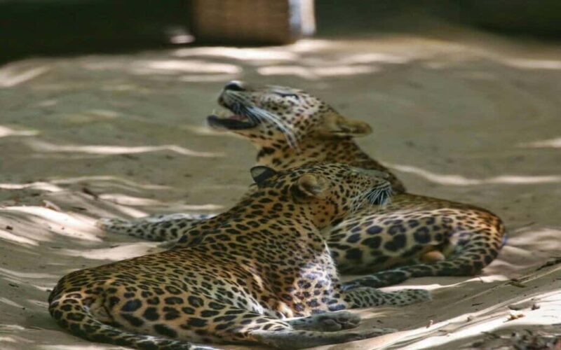 Colombo:Anuradhapura & Wilpattu Safari All Inclusive Tour - Discovering Anuradhapura: A Walk Through Ancient Sri Lanka