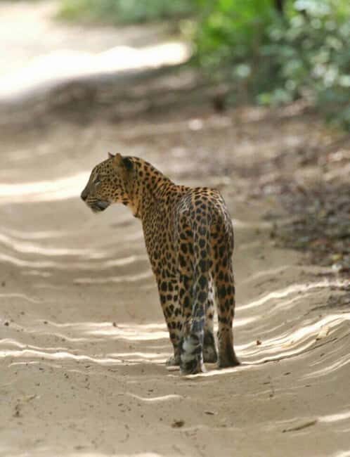 Colombo:Anuradhapura & Wilpattu Safari All Inclusive Tour - Wilpattu Safari Practical Tips