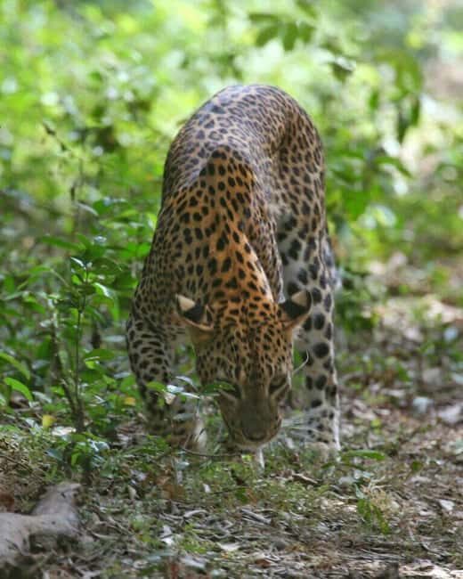 Colombo:Anuradhapura & Wilpattu Safari All Inclusive Tour - The Balance of the Day: Culture + Wilderness